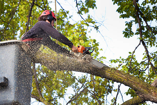 Best Seasonal Cleanup (Spring/Fall)  in Royalton, IL